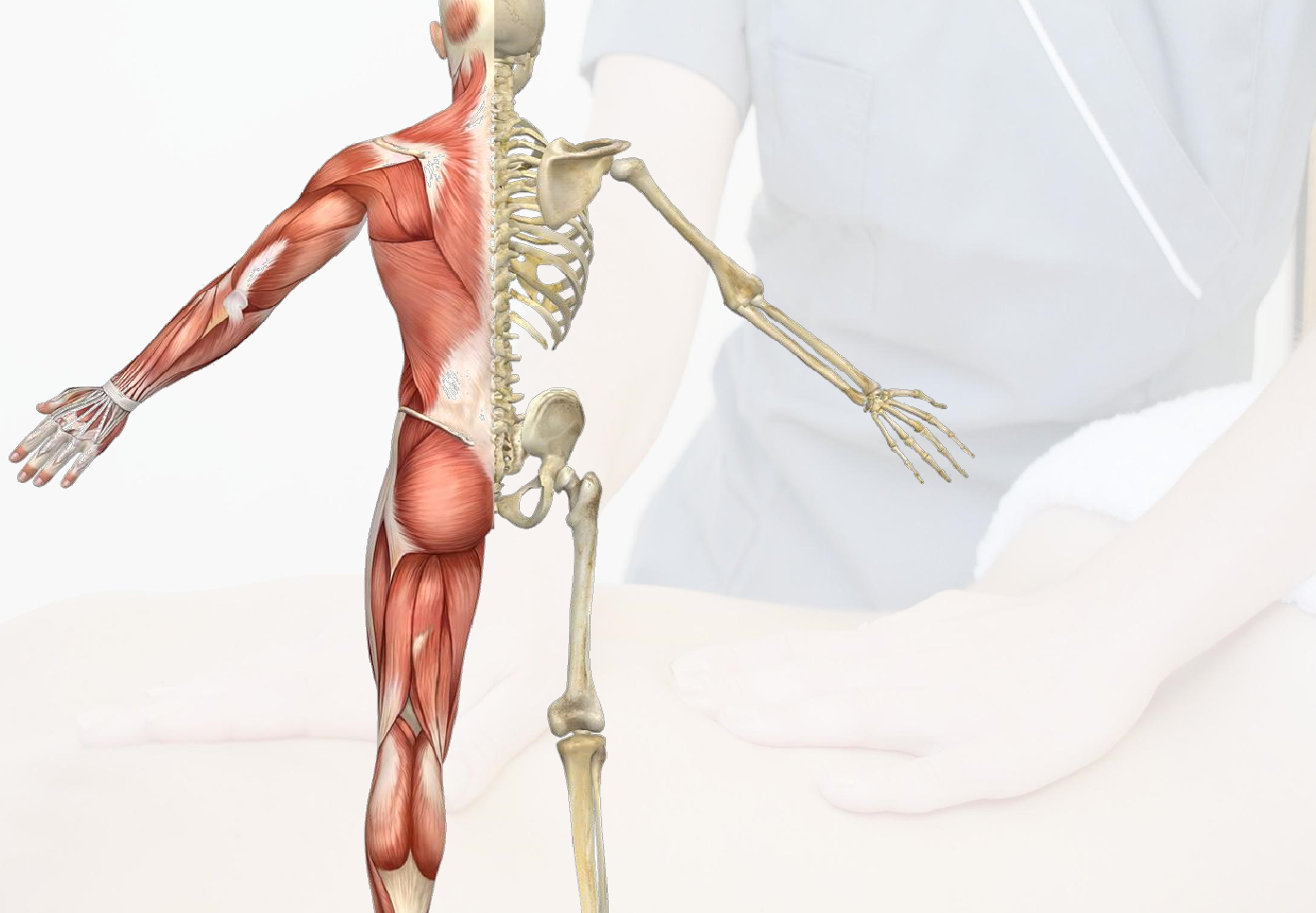 Basic Anatomy Online Class